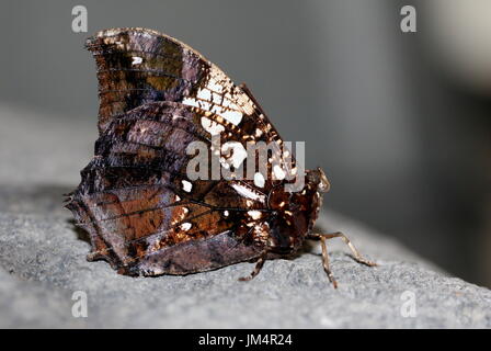 Zentrale / South American Silver besetzt Leafwing Schmetterling (Hypna Clytemnestra) aka Jazzy Leafwing oder marmorierten Leafwing. Stockfoto