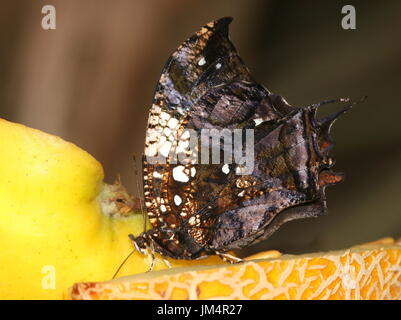 Zentrale / South American Silver besetzt Leafwing Schmetterling (Hypna Clytemnestra) aka Jazzy Leafwing oder marmorierten Leafwing. Stockfoto