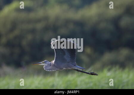 Graureiher Ardea cinerea, Fliegen bei marazion Marsh RSPB Reservat, Großbritannien Stockfoto