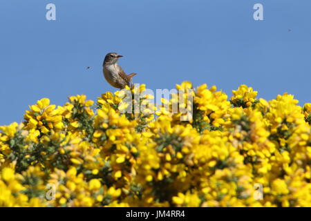 Zaunkönig (Troglodytes Troglodytes) auf Ginster. UK Stockfoto