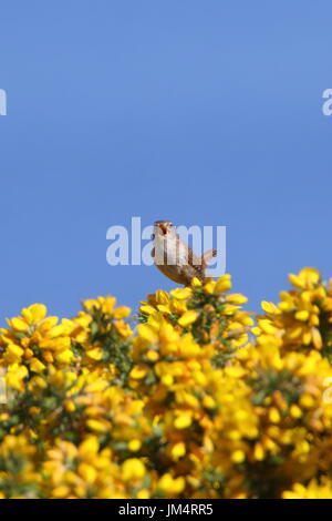 Zaunkönig (Troglodytes Troglodytes) auf Ginster. UK Stockfoto