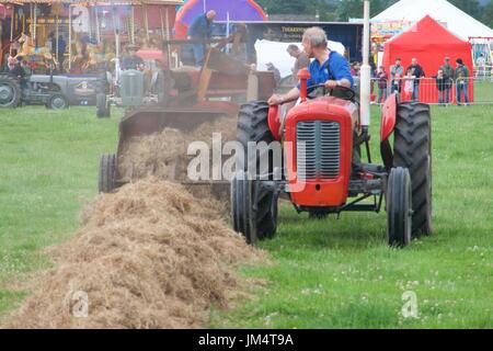 Mann fahren und zeigen rote Oldtimer-Traktor in Masham Steam Fair, Masham, North Yorkshire, UK Stockfoto