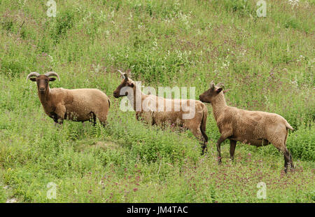 Eine kleine Herde von seltenen Rasse Manx Loaghtan Schafe (Ovis Aries) Weiden auf ein Kraut bedeckt Hügel. Stockfoto