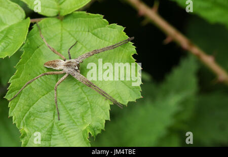 Eine Baumschule Web Spider (Pisaura Mirabilis) sitzt auf einem Blatt. Stockfoto