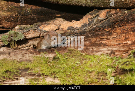 Eine niedliche Rötelmaus (Clethrionomys Glareolus) stossen seinen Kopf in einem Protokoll-Stapel. Stockfoto