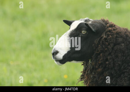 Ein Schuss in den Kopf von einem Zwartbles-Schafe (Ovis Aries) auf Orkney, Schottland. Stockfoto