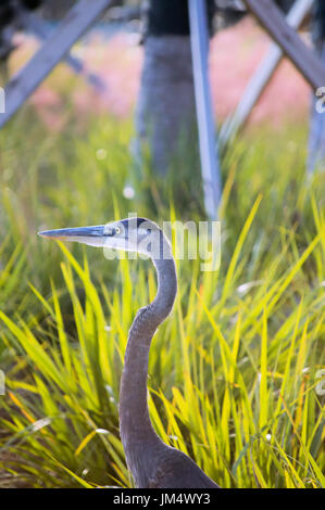 Ein Graureiher versteckt in Rasen, der Hals streckte. Stockfoto