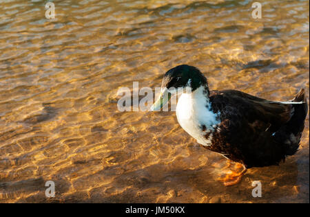 Porträt von Ente sitzen in See Stockfoto