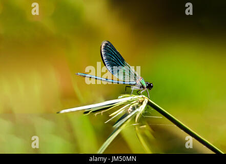 Libelle ruht auf Anlage Stockfoto