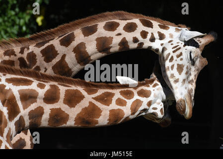 Madrid, Spanien. 25. Juli 2017. Zwei Rothschild-Giraffen im Zoo von Madrid abgebildet. Bildnachweis: Jorge Sanz/Pacific Press/Alamy Live-Nachrichten Stockfoto