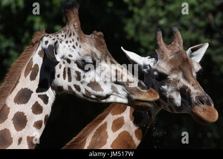 Madrid, Spanien. 25. Juli 2017. Zwei Rothschild-Giraffen im Zoo von Madrid abgebildet. Bildnachweis: Jorge Sanz/Pacific Press/Alamy Live-Nachrichten Stockfoto