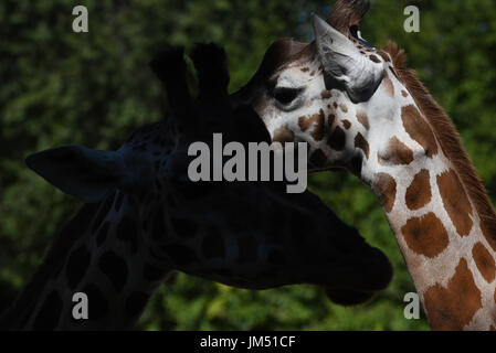 Madrid, Spanien. 25. Juli 2017. Zwei Rothschild-Giraffen im Zoo von Madrid abgebildet. Bildnachweis: Jorge Sanz/Pacific Press/Alamy Live-Nachrichten Stockfoto