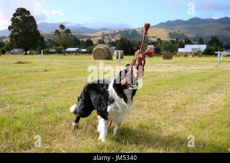 Hund Jagd Seil Spielzeug Stockfoto