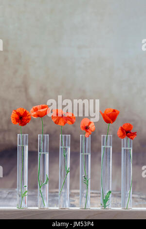 Mohn im Reagenzglas für pflanzliche Arzneimittel und ätherisches Öl auf grauen Vintage-Hintergrund. Das Konzept der biologischen pflanzlichen Forschung. Stockfoto