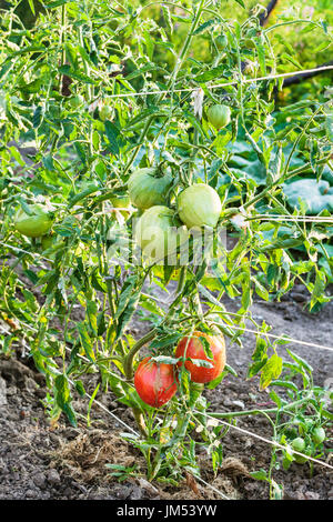 reife Tomaten Früchte an Sträuchern im Garten im Sommerabend in der Krasnodar Region Russlands Stockfoto