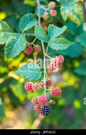 Ansicht von Brombeeren auf Zweig in Sommerabend in der Krasnodar Region Russlands Stockfoto