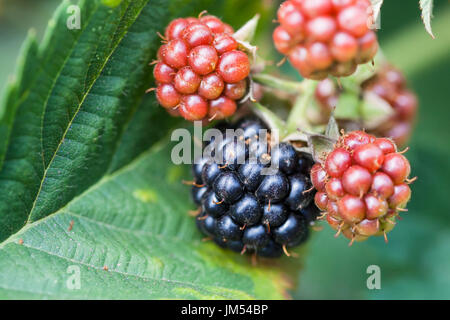Brombeeren auf Blatt hautnah im Garten im Sommer in der Region Krasnodar, Russland Stockfoto