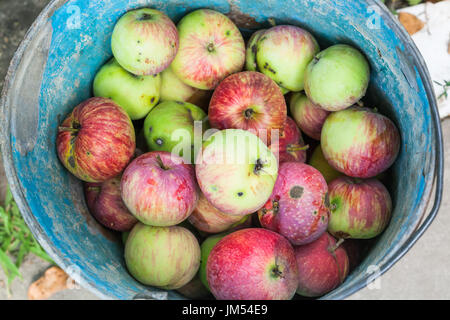 Draufsicht der Eimer mit frischen Windfall Äpfel im Sommer Stockfoto