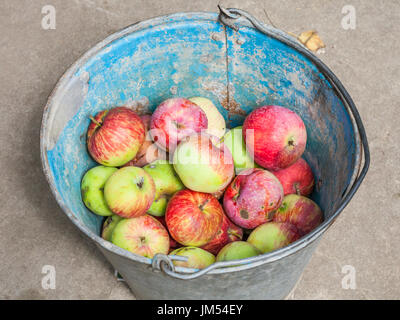 über Ansicht der Eimer mit frischen Windfall Äpfel im Sommer Stockfoto