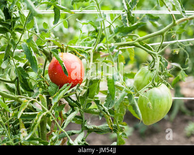 Sträucher mit Tomaten Früchte an Seilen im Garten im Sommer in der Region Krasnodar, Russland Stockfoto
