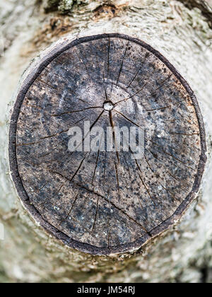 Querschnitt der Walnuss Ast hautnah in der Krasnodar Region Russlands Stockfoto