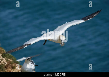 In der Luft fliegen tragen Nistmaterial im Schnabel, Teil der größten Festland Tölpelkolonie in das Vereinigte Königreich an Bempton Cliffs Basstölpel. Stockfoto