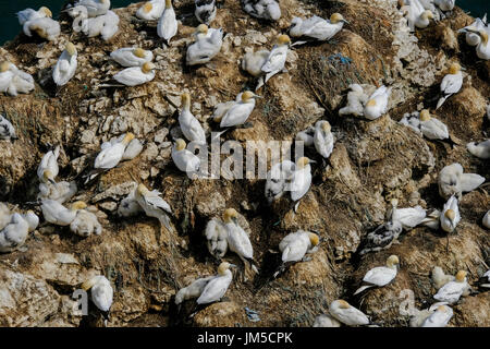 Mitglieder der Kolonie der Basstölpel (Morus Bassanus) an Bempton Klippen RSPB Reserve, UK. Erwachsene und junge Küken nicht flügge sind. Stockfoto