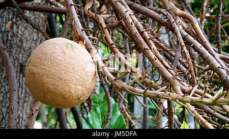 Kanonenkugel Frucht am Baum Kanonenkugel. Stockfoto