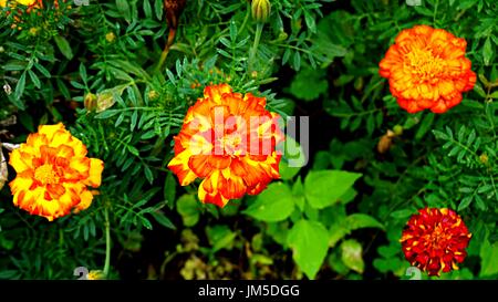 Orange und gelbe Tagetes Blumen (Ringelblume) mit grünen Blätter im Garten. Stockfoto
