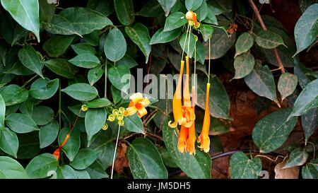 Orange-Trompete Geißblatt (Lonicera Sempervirens) Blüten und Blätter Stockfoto