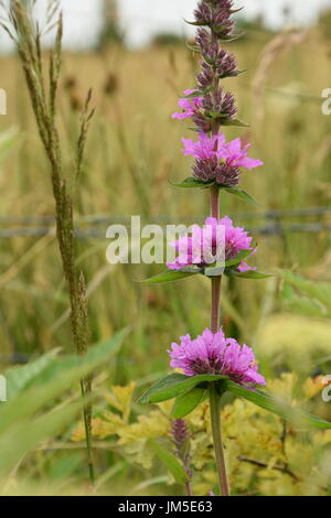 Florenz der Blutweiderich (Lythrum Salicaria) auf der Wiese Stockfoto