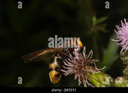 Großen Hoverfly auf Distel. Norditalien Stockfoto