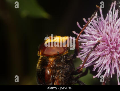 Großen Hoverfly auf Distel. Norditalien Stockfoto