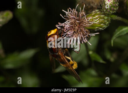 Großen Hoverfly auf Distel. Norditalien Stockfoto