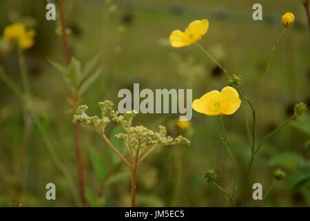 Gelbe Blume von der Wiese-Hahnenfuß (Ranunculus Acris) auf der Wiese Stockfoto