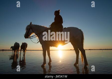 Weiße Pferde Camarque, Frankreich Stockfoto