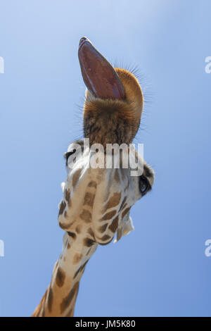 Porträt einer Giraffe (Giraffa Plancius) auf blauen Himmelshintergrund Stockfoto