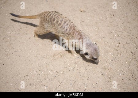 Erdmännchen oder Suricate (Suricata Suricatta) Stockfoto