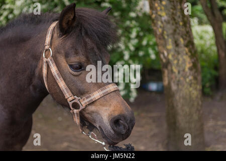 Ein Porträt von einem Miniaturpferd der Falabella-Rasse, eines der kleinsten Pferde. Stockfoto