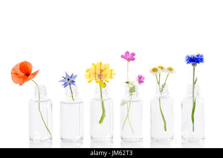 Kräutermedizin Blumen in Flaschen für pflanzliche Arzneimittel auf weiß Stockfoto