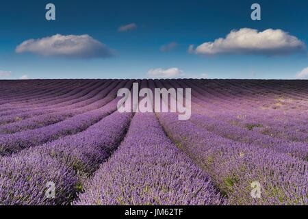 Lavendelfelder in einem Bauernhof nahe Hitchin, Hertfordshire, UK Stockfoto