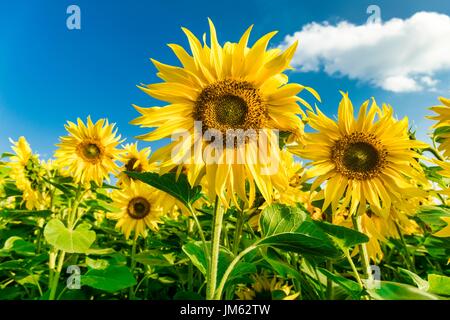 Felder von Sonnenblumen in einem Bauernhof nahe Hitchin Stockfoto