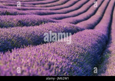 Lavendelfelder in einem Bauernhof nahe Hitchin, Hertfordshire, UK Stockfoto