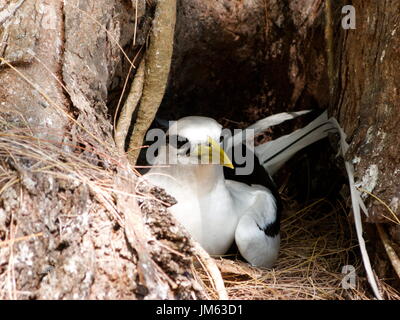 Tropicbird sitzen auf Nest in Seyvhelles Stockfoto