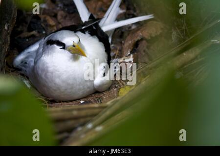 Tropicbird sitzen auf Nest in Seyvhelles Stockfoto