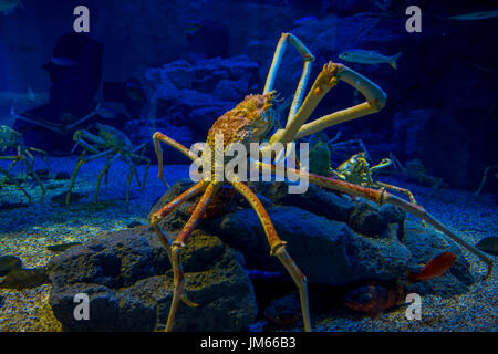 Riesige Japanesse Seespinnen innerhalb des Aquariums von Osaka in Japan Stockfoto
