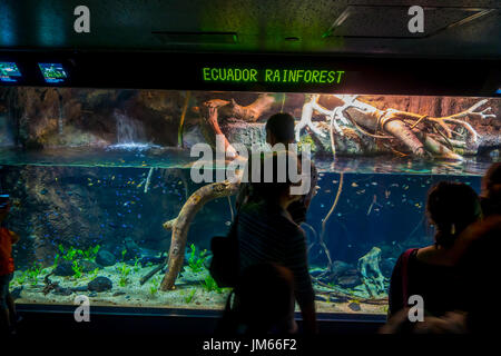 OSAKA, JAPAN - 18. Juli 2017: Unidentified erfolgte der ecuadorianischen Fischarten erfinderischer aus dem ecuadorianischen Regenwald in Südamerika, im Aquarium von Osaka Stockfoto