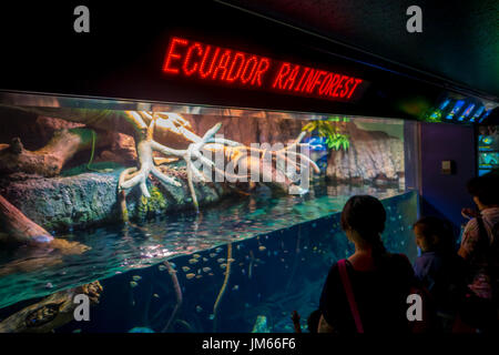 OSAKA, JAPAN - 18. Juli 2017: Unidentified erfolgte der ecuadorianischen Fischarten erfinderischer aus dem ecuadorianischen Regenwald in Südamerika, im Aquarium von Osaka Stockfoto