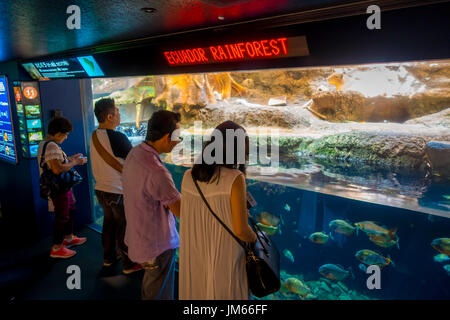 OSAKA, JAPAN - 18. Juli 2017: Unidentified erfolgte der ecuadorianischen Fischarten erfinderischer aus dem ecuadorianischen Regenwald in Südamerika, im Aquarium von Osaka Stockfoto