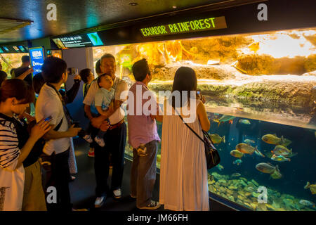 OSAKA, JAPAN - 18. Juli 2017: Unidentified erfolgte der ecuadorianischen Fischarten erfinderischer aus dem ecuadorianischen Regenwald in Südamerika, im Aquarium von Osaka Stockfoto